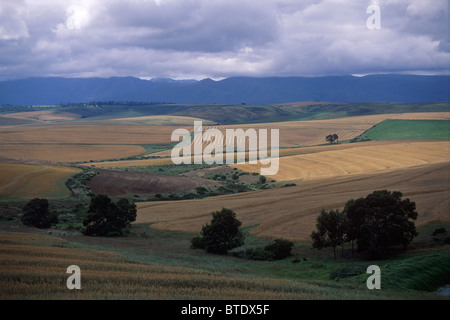 L'asciugatura campi di grano pronto per il raccolto di Overberg sotto il cielo nuvoloso Foto Stock