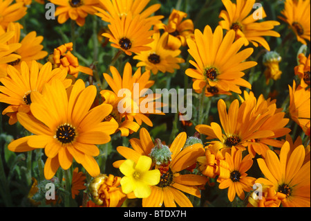 Un letto di fiori di primavera comprendente Arctotis sp. e Opelis sp. Foto Stock