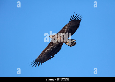 White-tailed eagle (Haliaeetus albicilla), il novellame di uccello in volo, Germania Foto Stock