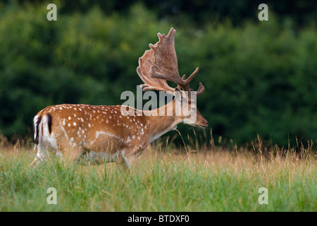 Daini cervo (Cervus dama / Dama Dama) con corna coperta in velluto, Danimarca Foto Stock