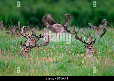 Daini cervi (Cervus dama / Dama Dama) con corna coperta in velluto in appoggio in corrispondenza della foresta edge, Danimarca Foto Stock