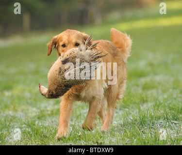 Il golden retriever che porta una gallina morta fagiano Foto Stock