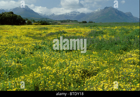 Un campo di fiori gialli a Stellenbosch con neve sulle montagne Jonkershoek in background Foto Stock