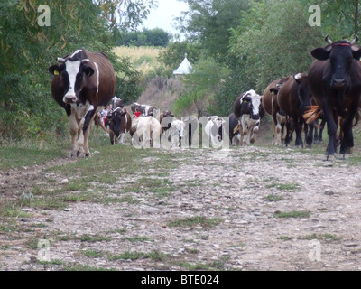 Uomo sbagliato, Romania: fotografie di giovani nella comunità colpite dalla tratta di esseri umani Foto Stock