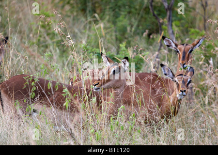 Impala a Hluhluwe-Umfolozi Game Reserve, Zululand, KwaZulu-Natal, in Sudafrica. Foto Stock