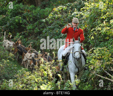 Huntsman e foxhounds nel bosco Foto Stock