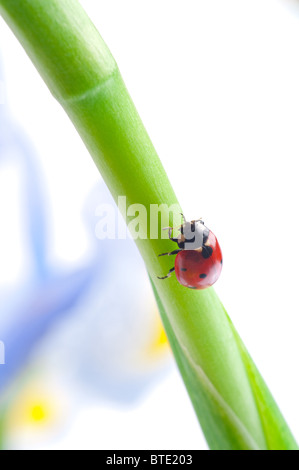 Rosso coccinella sulla foglia verde. Foto Stock