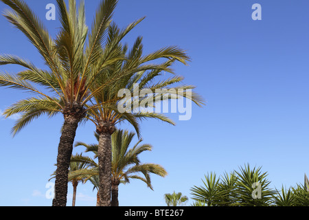 Phoenix canariensis palme cielo blu nel Mediterraneo Spagna Foto Stock