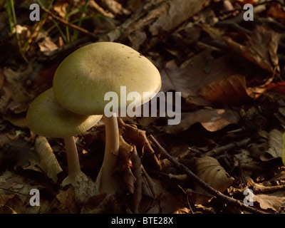 Amanita phalloides Foto Stock