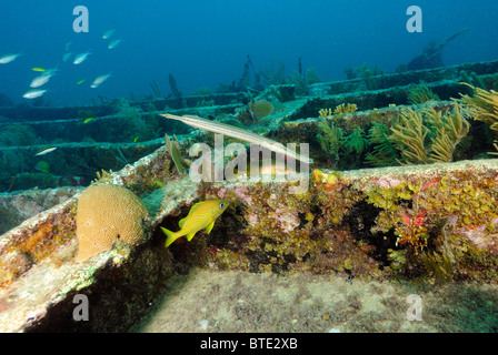 Relitto di Benwood off Key Largo costa, Florida, Stati Uniti d'America Foto Stock