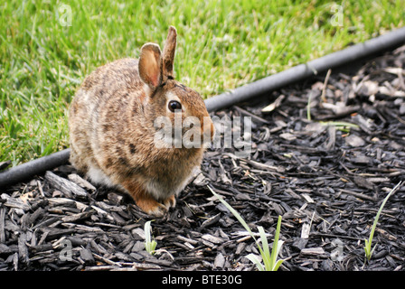 Coniglio selvatico in giardino Foto Stock