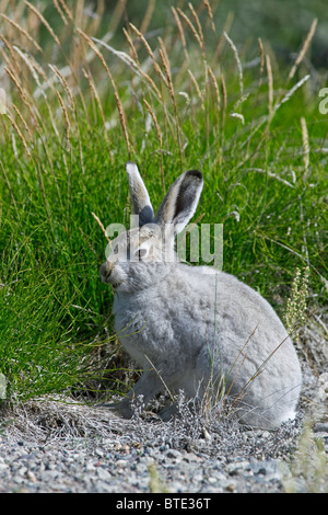 Mountain lepre (Lepus timidus) in estate coat, Groenlandia Foto Stock