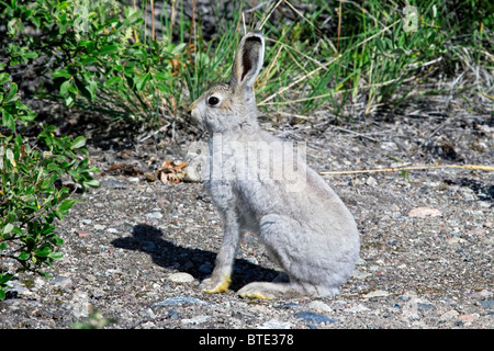 Mountain lepre (Lepus timidus) in estate coat, Groenlandia Foto Stock