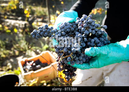 Un mazzetto di appena raccolto di uve rosse in un vigneto in Priorat regione del vino della Catalogna, Spagna Foto Stock