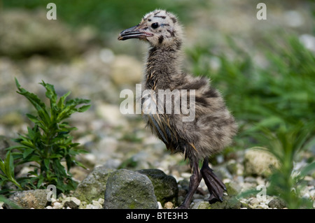 I capretti zampe gialle Gull passeggiate Foto Stock