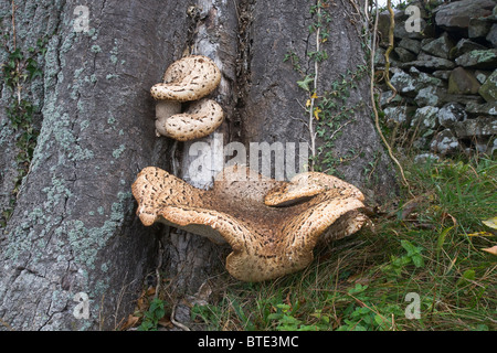 Dryad sella del fungo (Polyporus squamosus) che cresce su un albero di cenere. Foto Stock