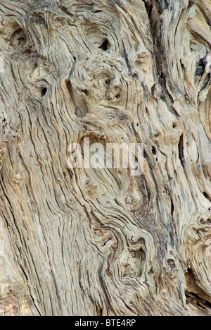 Olivenbaum Stamm - albero di olivo tronco 01 Foto Stock