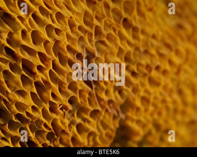 Fungo da Martin Breg hill foresta, vicino Dugo Selo, Croazia. Foto Stock