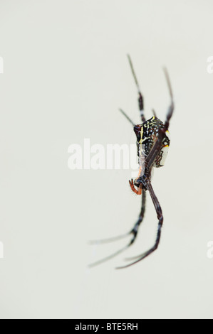 Argiope anasuja. Una specie di indiani orb spider sul suo web. India Foto Stock