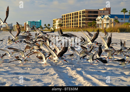 Stormo di uccelli tenuto spento. Foto Stock