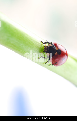 Rosso coccinella sulla foglia verde. Foto Stock