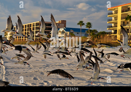 Stormo di uccelli tenuto spento. Foto Stock