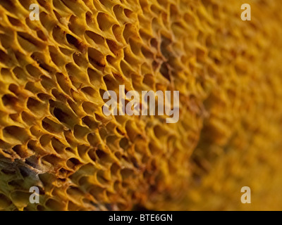 Fungo da Martin Breg hill foresta, vicino Dugo Selo, Croazia. Foto Stock