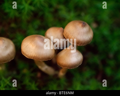 Fungo da Martin Breg hill foresta, vicino Dugo Selo, Croazia. Foto Stock