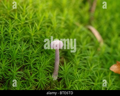 Fungo da Martin Breg hill foresta, vicino Dugo Selo, Croazia. Foto Stock