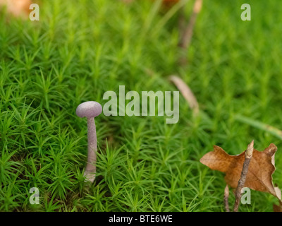 Fungo da Martin Breg hill foresta, vicino Dugo Selo, Croazia. Foto Stock