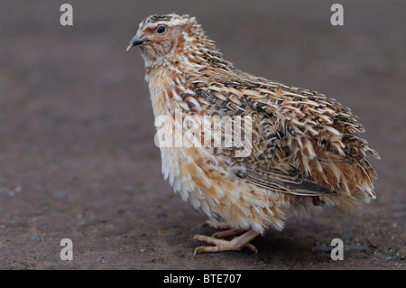 Ritratto di una quaglia comune in piedi a terra nelle Azzorre, Portogallo. Foto Stock