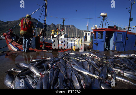 Le vendite di pesce - un freschissimo pescato di snoek giace sulla banchina in Hout Bay Harbor Foto Stock