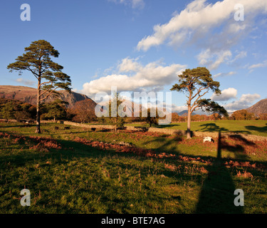 Pino silvestre e vacche in autunno, Lake District inglese, Cumbria, Regno Unito Foto Stock