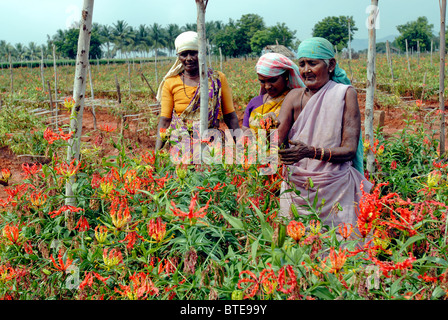 Esperti i lavoratori agricoli facendo impollinazione mano nella gloriosa superba Foto Stock