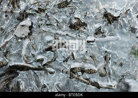 Sottile strato di ghiaccio sul terreno Foto Stock