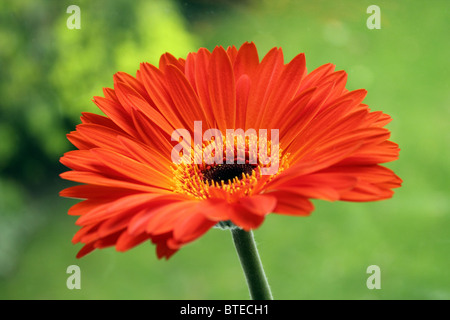 Gerber daisy fiore giallo ed arancione close up still life fotografia Foto Stock