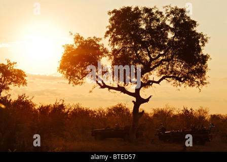 Sunset silhouette di donna leopard appoggiata nella struttura ad albero marula, game drive veicoli riportati di seguito Foto Stock