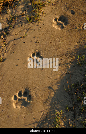 Lion tracce nella sabbia morbida Foto Stock