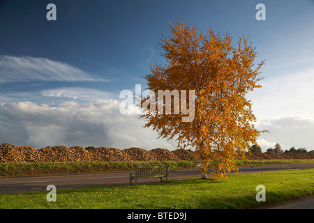 Copford Essex Barbabietola da zucchero accatastati nel campo In attesa collezione Autunno 2010 Foto Stock