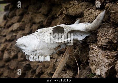 Il teschio di vacca su una parete di sterco essiccato Foto Stock