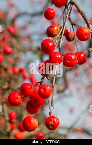 Il granchio mele sul ramo Foto Stock