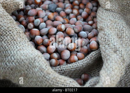 Sacco pieno di nocciole che sono state raccolte da un albero di nocciole in Spagna Foto Stock