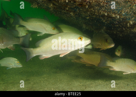 Scuola di mangrove lutiani off Key Largo, Golfo del Messico, Florida, Stati Uniti d'America Foto Stock