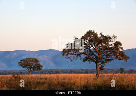 Fiume Zambesi scena con una vista sulla pianura alluvionale con alberi a montagne sul lato dello Zambia del fiume Foto Stock