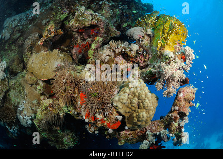 Coral reef, off costa di Safaga, Mar Rosso, Egitto, acqua tropicale Foto Stock