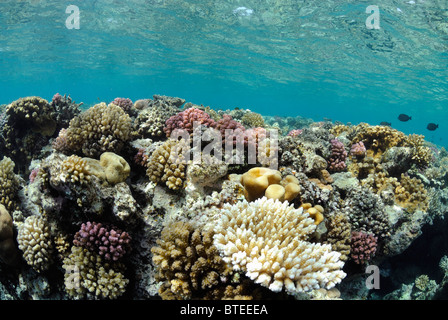 Coral reef del Mar Rosso, off Safaga, Egitto. Foto Stock