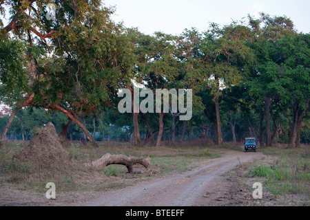 Un blu veicoli Landrover che appare da un bosco di alti sulla strada di polvere Foto Stock