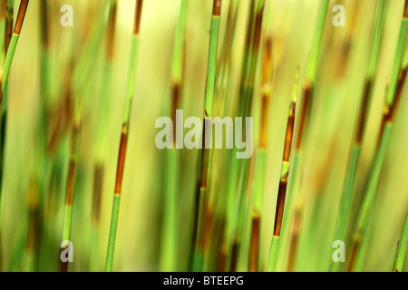 In prossimità dei gambi di erba Foto Stock
