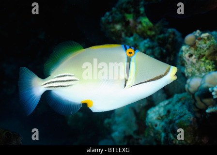 Picasso triggerfish su un reef del Mar Rosso. Foto Stock