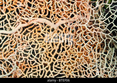 Ventola gorgonia nel Mare Rosso. Foto Stock